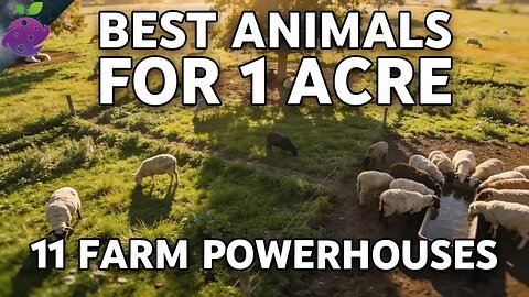 11 Livestock You Can Profitably Raise on Just 1 Acre (No Ranch Needed)