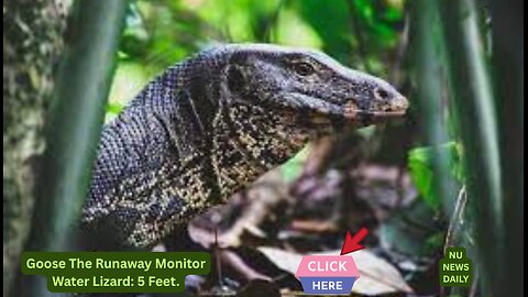 🔹 Lizard on the Lam! Goose the Water Monitor Becomes a Federal Fugitive After Crossing State Lines
