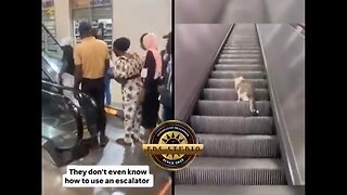 Doctors & Engineers VS Cat