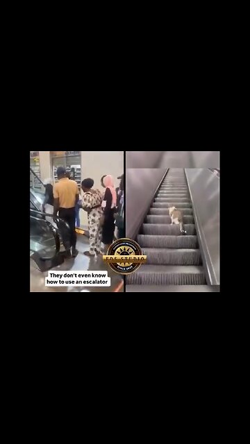 Doctors & Engineers VS Cat