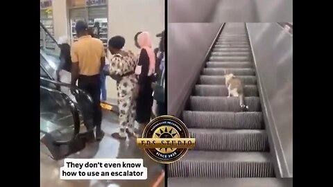 Doctors & Engineers VS Cat