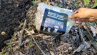 Planting Wine-cap mushrooms (again)