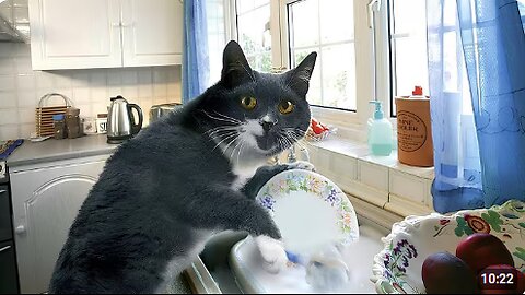 When you have the MOST HARDWORKING Cat in the World