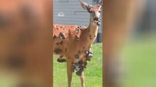 WTF Is Happening? First There Was Mutant Rabbits, Now, Mutant Deer Across America