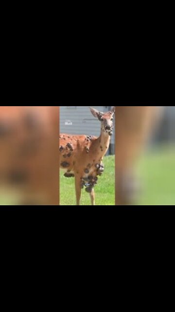 WTF Is Happening? First There Was Mutant Rabbits, Now, Mutant Deer Across America