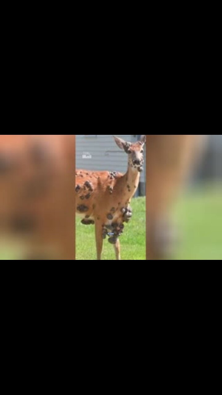 WTF Is Happening? First There Was Mutant Rabbits, Now, Mutant Deer Across America