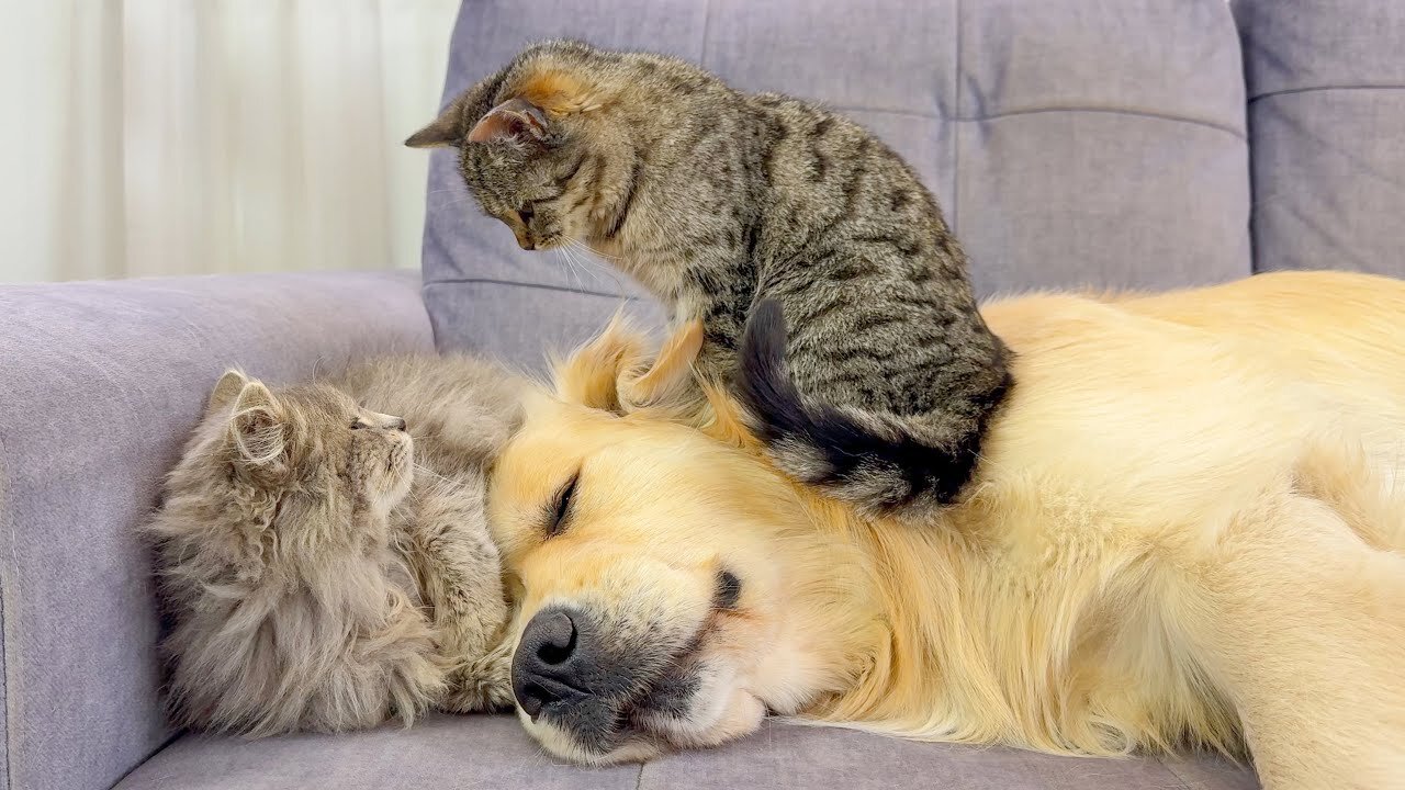Golden Retriever Lets Kittens Climb All Over Him [CUTEST REACTION EVER!!]