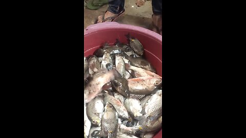 God' Blessings 🙏🙏🙏😇😇