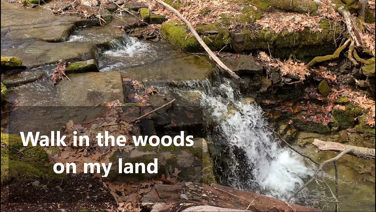 Walk in the woods on my land
