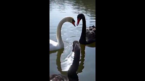 Funny videos you ever seen💖👍