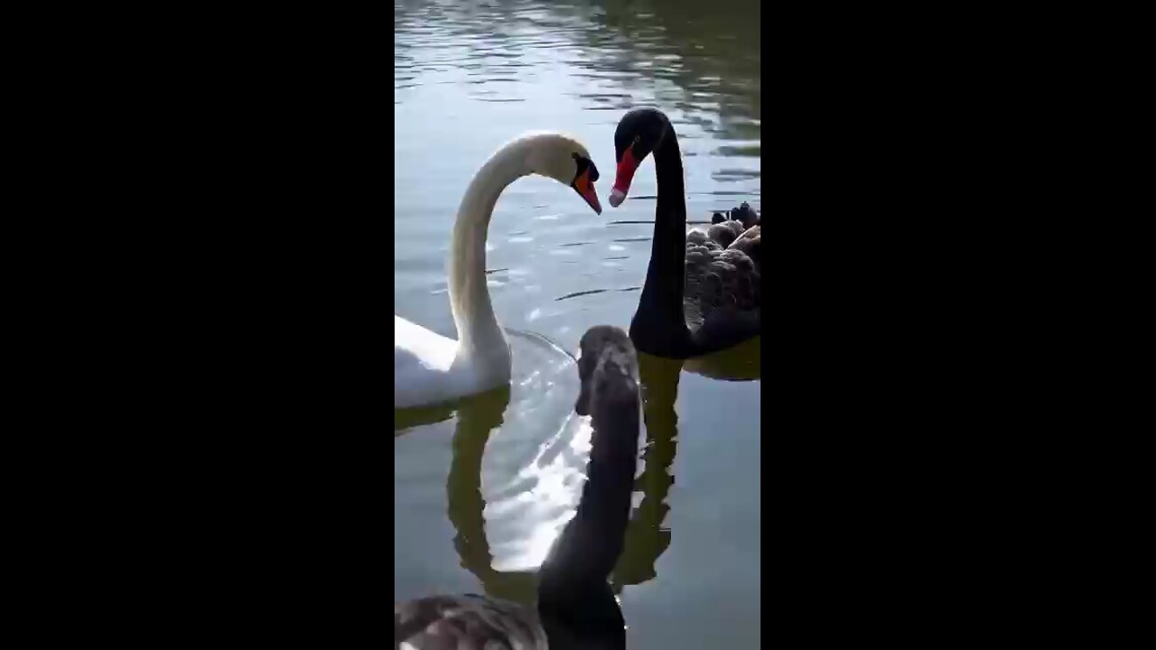 Funny videos you ever seen๐๐