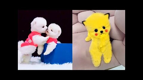 Cute Pomeranian Puppies Doing Funny Things #3 | Cute and Funny Dogs