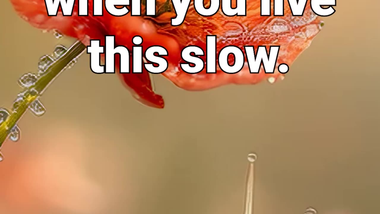 Running late? Impossible when you live this slow! #meditationaid #anxiety #relaxing #affirmations