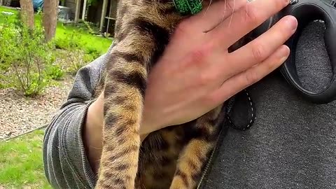 animals
