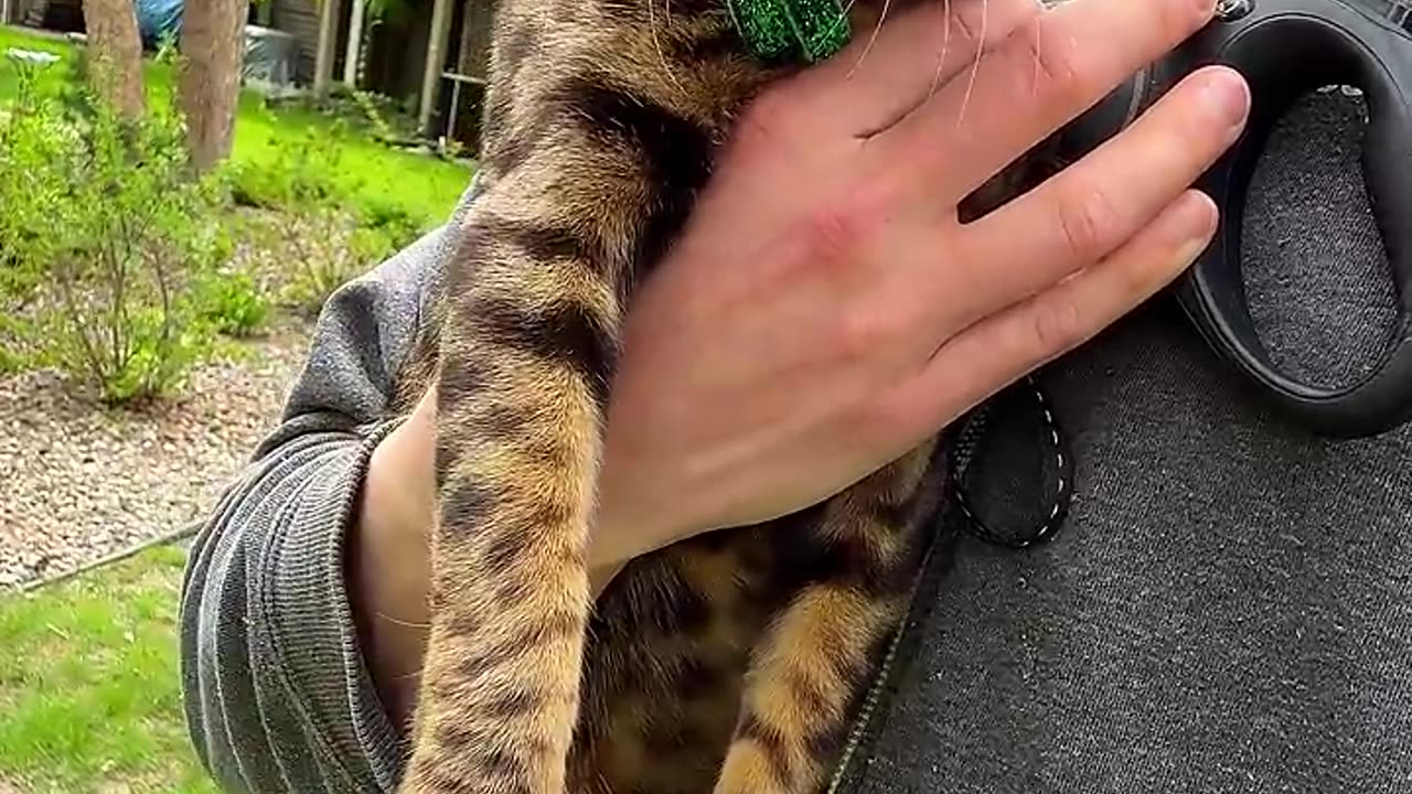 animals