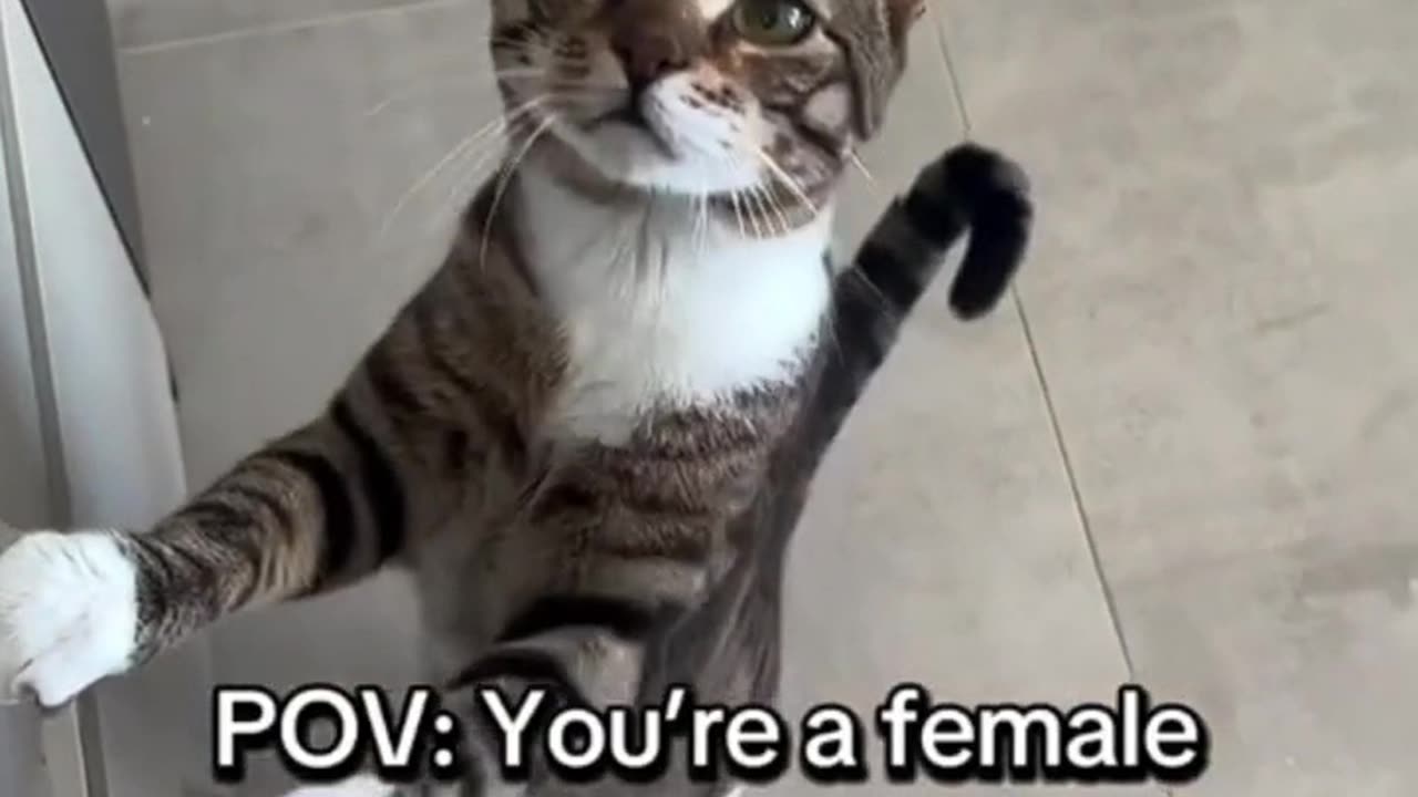 Cats