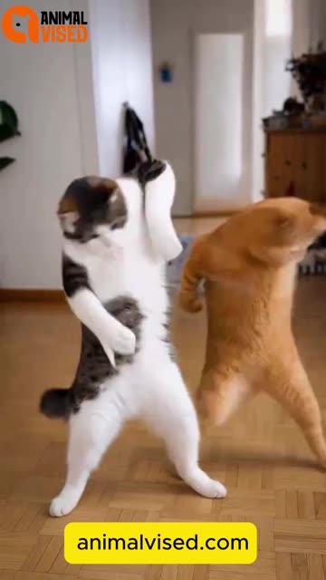 Cats Funny Dance Video 😂🐱 | Cutest Dancing Cat Moments
