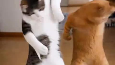 Cats Funny Dance Video 😂🐱 | Cutest Dancing Cat Moments