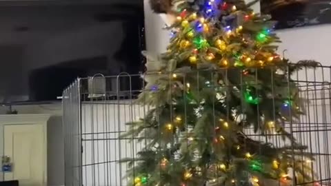 Gato jaula arbol navidad_Wojciech Rybak