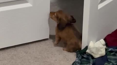 Puppy and Cat Playing Together