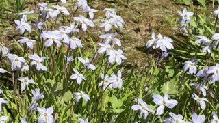 Beautiful 🌸 Flowers