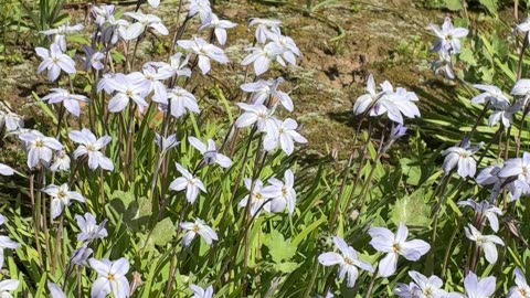 Beautiful 🌸 Flowers
