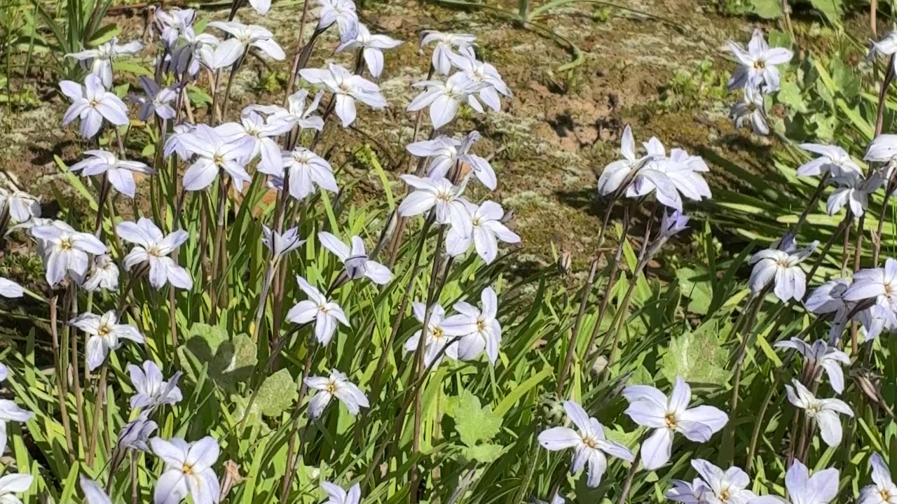 Beautiful 🌸 Flowers