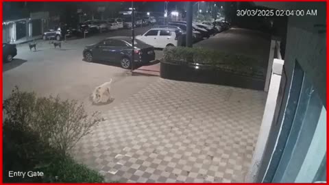Stray Dog Menace Escalates: Watchman Attacked While Petting a Dog, Shocking Video Goes Viral