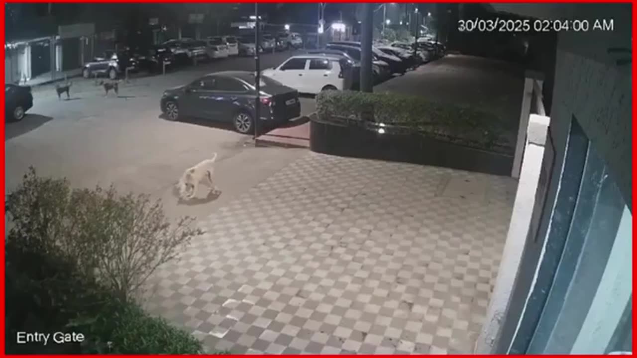 Stray Dog Menace Escalates: Watchman Attacked While Petting a Dog, Shocking Video Goes Viral