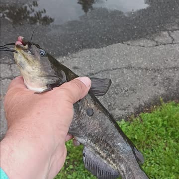 Bullhead catfish