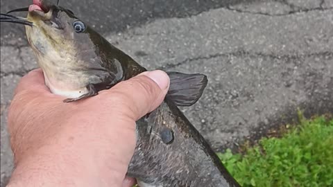 Bullhead catfish