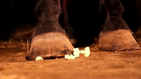 Horse Steps on Gummy Bears