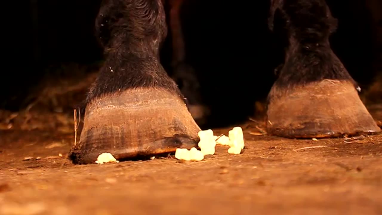 Horse Steps on Gummy Bears