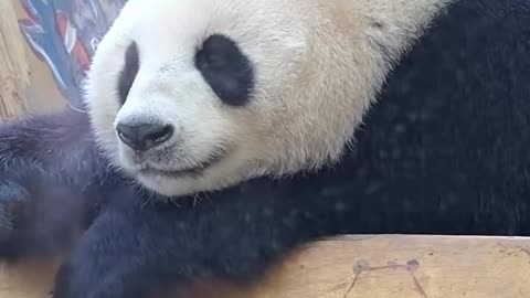 Would you like to cuddle this panda?