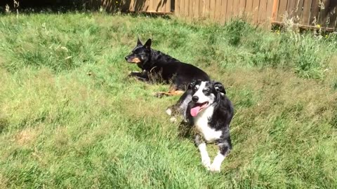 chilin in the sun