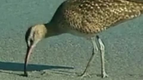 ave