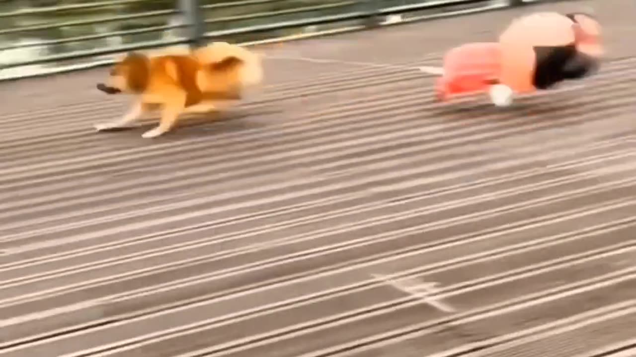 Funny Dog Gets Scared of Everything! 😂 | Dog Funny Moments