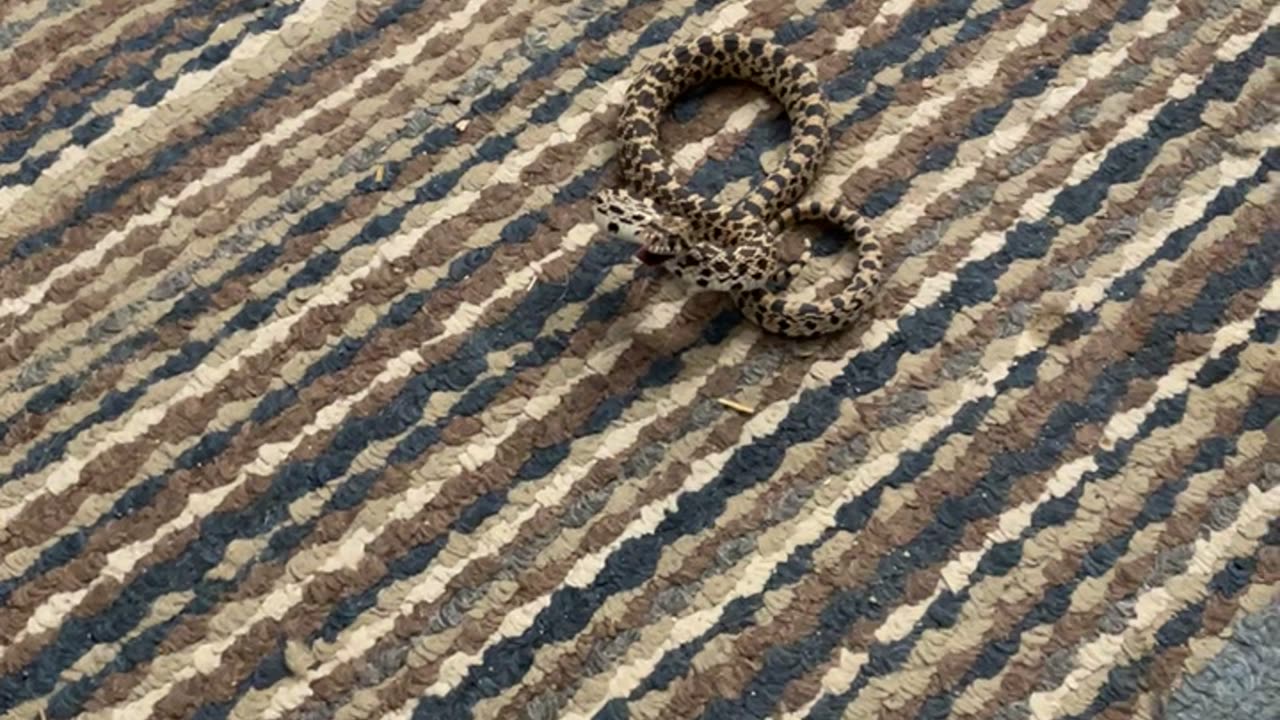 Cat Reacts to Snake That Got Inside