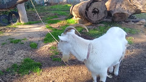 大晦日前の山羊さんの動画