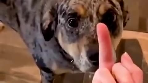 Dogs hate middle finger