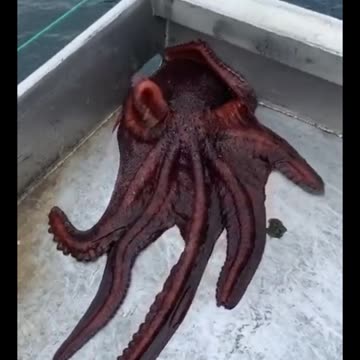 Nature’s Most Flexible Escape Artist: The Octopus 🐙🚪