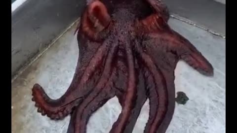 Nature’s Most Flexible Escape Artist: The Octopus 🐙🚪