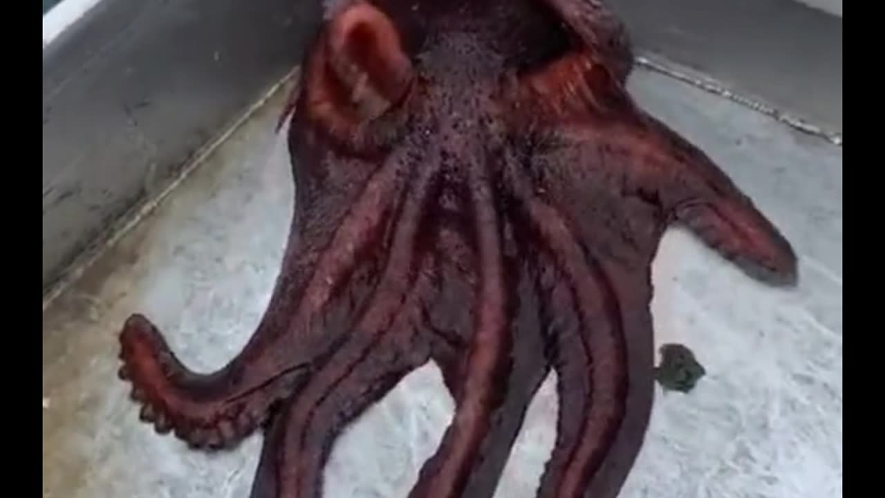 Nature’s Most Flexible Escape Artist: The Octopus 🐙🚪