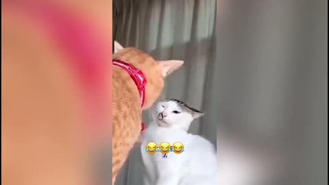 Funny Animal & Pet Voice Overs 😂😭 | These Clips Will Make Your Day!