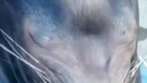 sea animals 92#shortvideo #animals #shortsfeed #shorts #short #viralshort #viralvideo #facts
