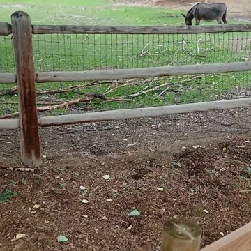 May 2025 Pueblo Zoo Trip Part 6