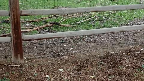 May 2025 Pueblo Zoo Trip Part 6