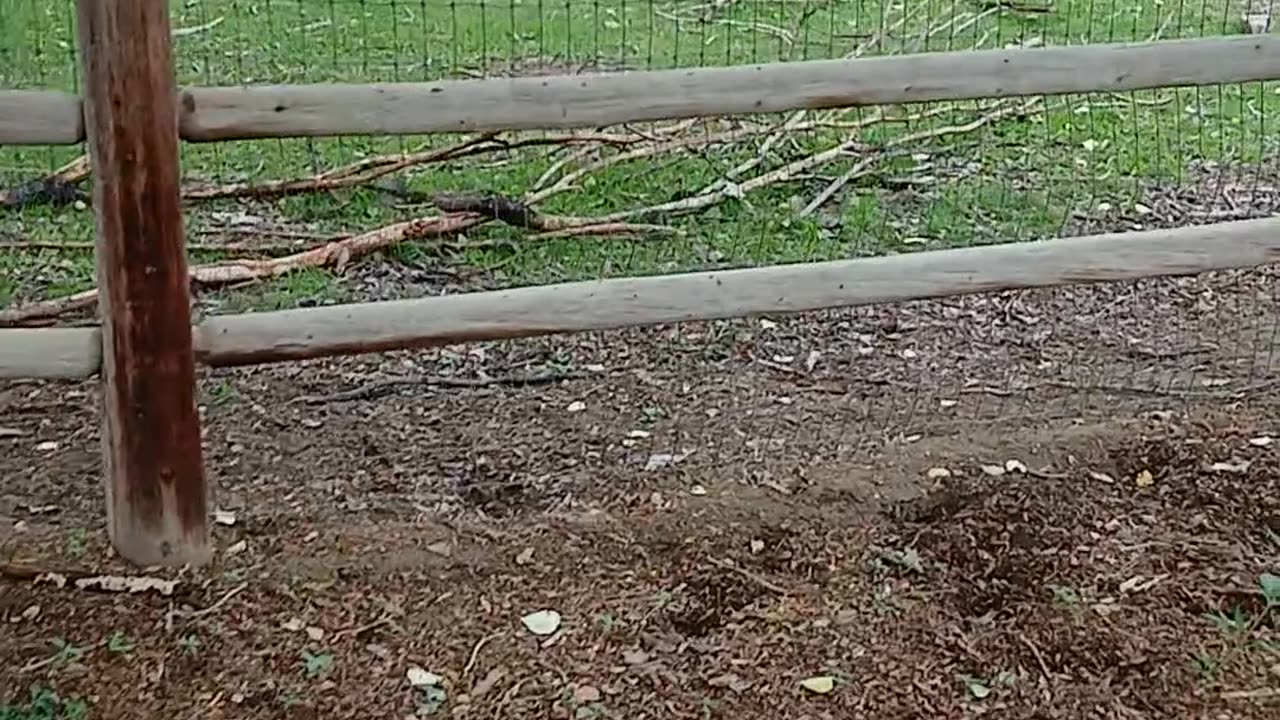 May 2025 Pueblo Zoo Trip Part 6