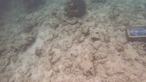 Snorkeling a Section of the Coral Reef Underwater Park Trail: Join Me! - St John USVI