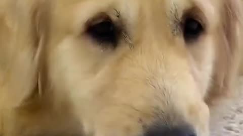 ​"Cute Dog and Kitten Compilation: Heartwarming Animal Friendships"